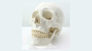 Skull Model 21-1621cm by GADGETEER.COM