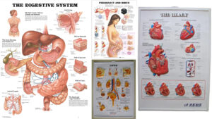 Human Anatomy Chart